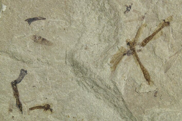 Crane Fly (Tipulidae) Mortality Plate - Green River Formation #356615